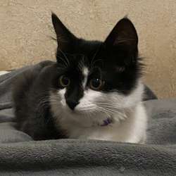Котенок мальчик в Новочеркасске