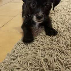 Chihuahua, female, 3 month