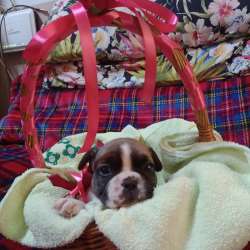 Vendo cuccioli di bulldog francese