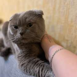 Продам породистых котят) в Тольятти фото 3