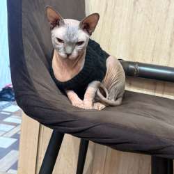 Сфинкс