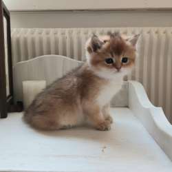 Золотые британские котята