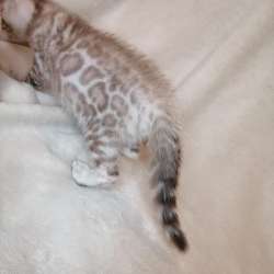 Snow Bengal cat фото 4