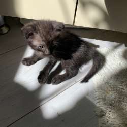 Отдам в добрые руки котят в Воронеже