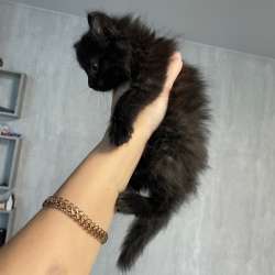 Котенок в Иркутске
