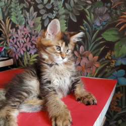 Мейн-кун котёнок