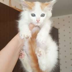 Котенок-пуховичок в добрые руки, 2,5 мес в Москве фото 15