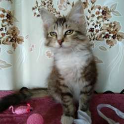 Котенок в добрые руки. Малышка Алиса в Москве фото 5