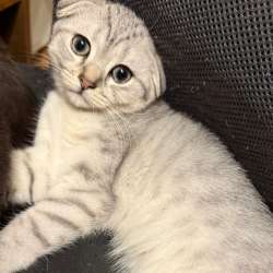 Ищем добрых родителей нашим котятам