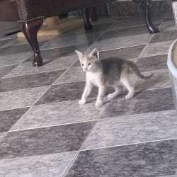 Ищем дом котятам