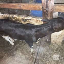 Продажа сельского животного