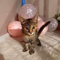 Котёнок в добрые руки в Ставрополе фото 3