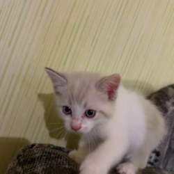 Котята в Челябинске фото 4