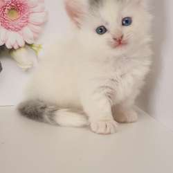 Munchkin male odd eyes