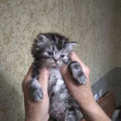 Шотландские вислоухих котят (скоттиш-фолд) фото 3