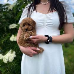 Щеночки той пуделя в Дзержинске фото 7