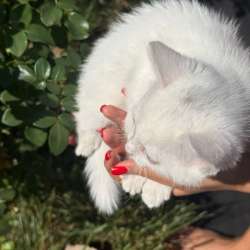 Шотландские котята в Липецке