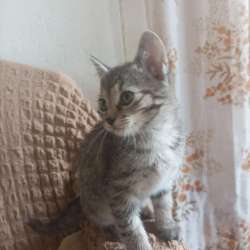 Котенок девочка ищет новый дом в Москве фото 12