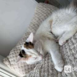 котенок не продаётся в Верхней Пышмы фото 3
