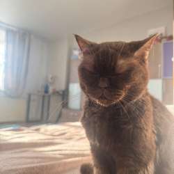 Отдам бесплатно кошку