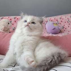 Самый нежный котенок Рэгдолл