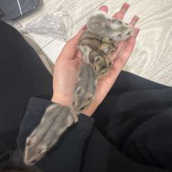 хомяк джунгарик в добрые руки