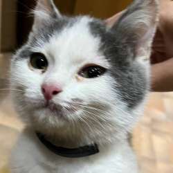 Котёнок в Тольятти фото 3