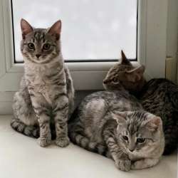 Котята в добрые руки в Калуге фото 10