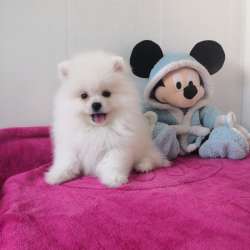 Spitz pomeranian