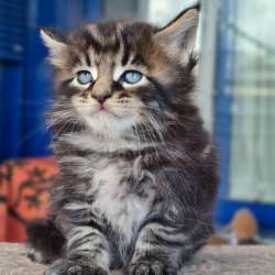 Котята Мейн Кун 300 евро