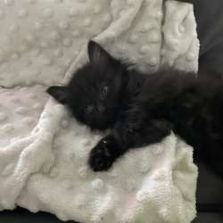 Котенок в Иркутске фото 3