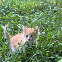 Котята в Кашире фото 4