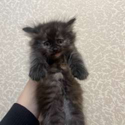 Котенок в Твери