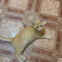 Котенок мальчик в Ревде фото 3