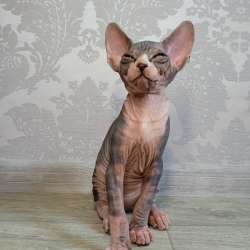 Котята Канадский сфинкс фото 9