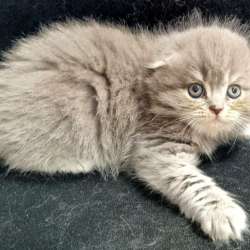 Продаются котята, голубоглазые, шотландские вислоухие фото 9