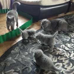Scottish Fold, schottische Katze