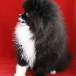 Very very little girl pomeranian фото 3