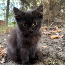 Отдам котят СРОЧНО! в Краснодаре фото 5