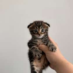 Шотландский котята вислоухие в Волжске