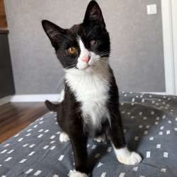 Отдам котенка