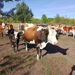 Крс 26 голов в Котове