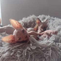 Котята. Канадский сфинкс. Варшава фото 7