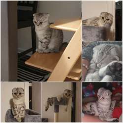 Скотиш страйт