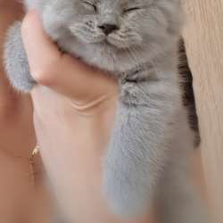 Красивые шикарные котята фото 12