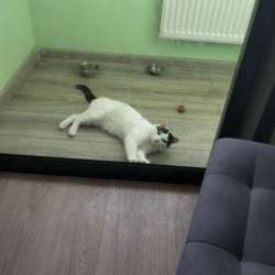 Отдам котенка в добрые руки! в Екатеринбурге фото 4