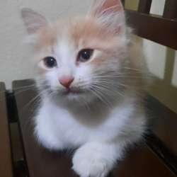 Отдаю котят в хорошие руки