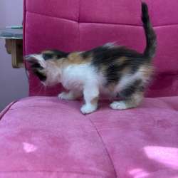 Котята ищут дом??‍⬛ в Краснодаре фото 9