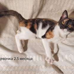 Четыре маленьких сердечка ищут хозяев в Москве