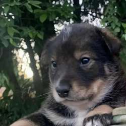 Щенки в добрые руки в Нижнем Новгороде